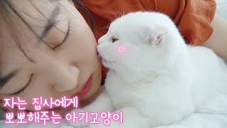 When Sleep With Kitten in Bed (ENG SUB)