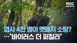 엽사 4천 명이 멧돼지 소탕?…\