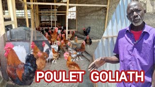 POULET GOLIATH : Explications détaillées par Modou GUEYE l'expérimenté AGRIPRENEUR...