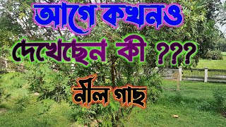 ব্রিটিশদের ফেলে যাওয়া নীল গাছের সন্ধানে || নীল গাছ।  নীল চাষ। Indigofera tinctoria Plants