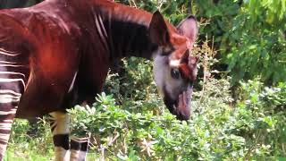 20220408_横浜市立金沢動物園・オカピからの