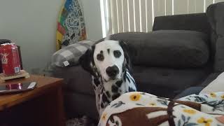 Hook! - Dalmatian Barks At \