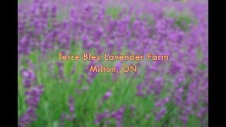 Terre Bleu Lavender Farm (Milton, ON)