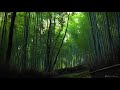 竹林の小径｜walk the bamboo forest path in arashiyama ｜beautiful landscape of kyoto｜京都嵐山｜arashiyama japan