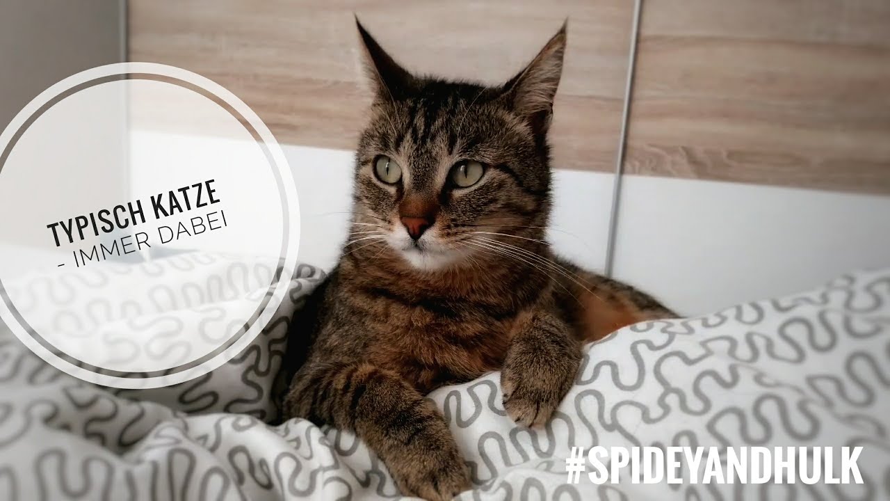 Typisch Katze - Immer Dabei - YouTube