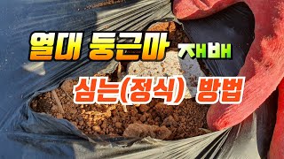 열대 둥근마 심는 방법