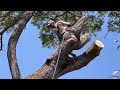 Amazing !! Cutting down Giant trembesi trees from start to finish