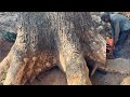 Amazing !! Cutting down Giant trembesi trees from start to finish.