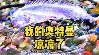 霸氣的奧特曼魚成小魚幹了