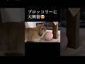 ブロッコリー好きみたい ベルちゃん rabbit うさぎ bunny ホーランドロップ