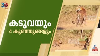 അമ്മക്കടുവയും 4 കുഞ്ഞുങ്ങളും; നീല​ഗിരിയിൽനിന്നുള്ള ദൃശ്യങ്ങൾ പകർത്തി കാർ ‍ഡ്രൈവർ