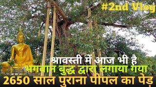 बोधि वृक्ष श्रावस्ती || 2650 साल पुराना पेड़ || Sravasti Mela @hindiwalavlog8553