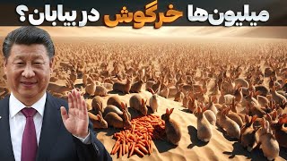 چرا چین میلیون ها  خرگوش رو در بیابان رها کردن! ایا معجزه ای در حال رخ دادنه!!!