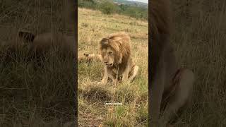 lion vomiting funny