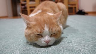 ホットカーペットの虜になった猫がかわいすぎ【スコティッシュフォールド】【アビシニアン】