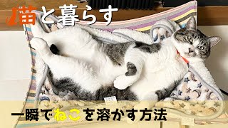 【猫と暮らす】猫にストーブをセットしたら秒で溶ける姿がかわいかった