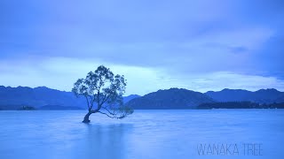 NZ・AUS/Jan 2020 ④ WANAKA