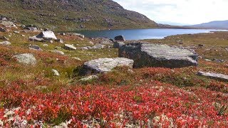 Norwegen: Spätsommer im Dovrefjell