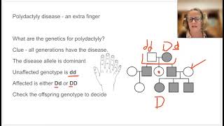 Pedigree diagram #2