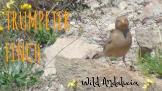 Birding Cabo de Gata: the Trumpeter Finch