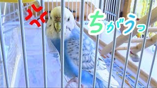 こっそりエサをペレットに換えたら心がつぶれたインコのチビ