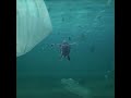 Save Me: Plastic Pollution Is Killing Sea Turtles