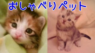 子猫が関西弁をしゃべる！ふみふみ大好きなアメショ猫　おしゃべりペット