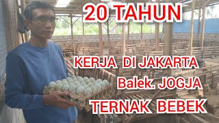 Peluang usaha ‼️20 tahun kerja di Jakarta balik Jogja ternak bebek petelur