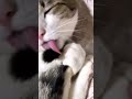 বিড়াল যখন বিরক্ত হয় তখন কি করে🐱😯 what does a cat do when it’s bored cat cats catvideos shorts