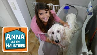 Ein Tag beim Hundefriseur | Information für Kinder | Anna und die Haustiere | Spezial