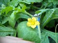 Watermelons Pollinating and Crossing