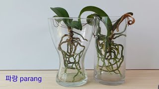 3.호접란 ''뿌리 공중부양재배'' 영양제 배율. Fertilizing phalaenopsis orchid ''PPu ri gong jung bu yang jae bae''