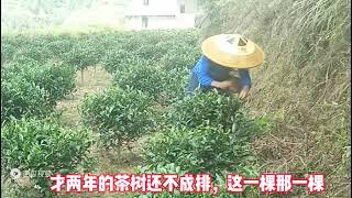 农村姑娘和老伴去山上采茶，最后收获一大袋茶叶