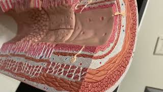 Histology GI tract model ap2