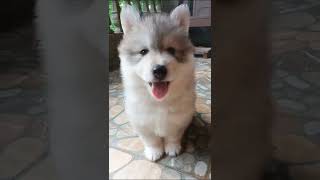 Super Cute Husky Puppy #cute #funny #dog #husky #shorts #ytshorts #video #viral #shorts