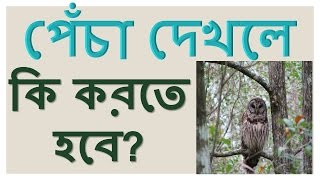 পেঁচা দেখলে কি করতে হবে? | What to do when you see the owl |