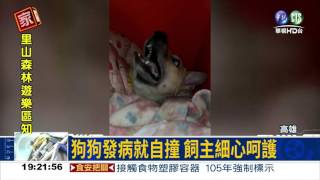 全心照顧癲癇狗 飼主愛無悔