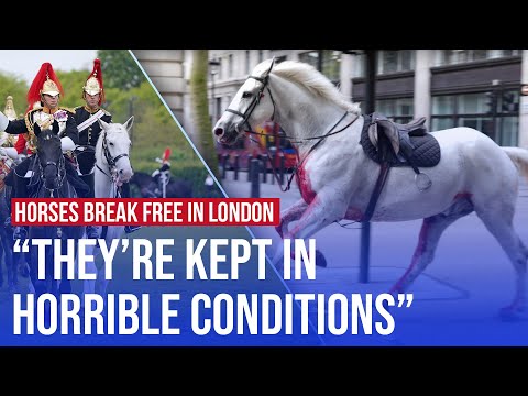 Household Cavalry horses given ‘dirty water’ and ‘shouted at’, whistleblower tells LBC
