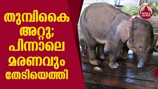 Baby elephant dies after losing half its trunk in poacher's trap | Kerala Kaumudi