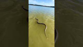 Rattlesnake swimming on the ocean! #SHORTS