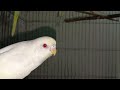 blooded red eye. albino red eye budgie . লাল চোখের বাজরিগার । birds budgie parrot বাজরিগার