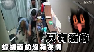 妹子遇蟑螂嚇爆飆海豚音！友情破裂3人狂擠為逃出😂｜搞笑｜小強｜精選影片