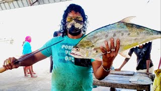 Talang Queenfish Cutting | Fish Cutting Skills Sri Lanka