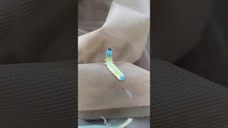 Iridescent Caterpillar Crawls Across Butterfly Net || ViralHog