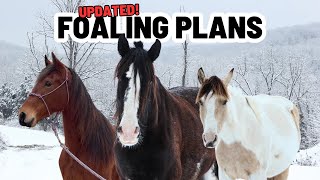 It’s Sad…But We Have A Lot To Look Forward Too! - FUTURE FOALING PLANS