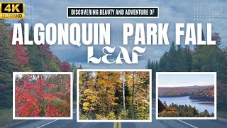 Fall Colors Algonquin Park 4K | Stunning Leaf Peeping in Ontario, Canada