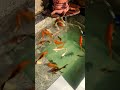 koi pond, koi fish fountain, feeding koi fish,most beautliful koi pond,japanese koi,indoor pond