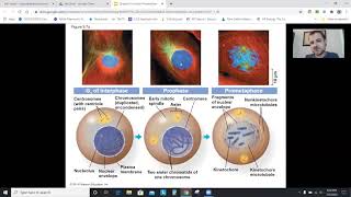 AP Biology Chapter 9: The Cell Cycle