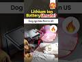 Lithium Ion Battery Unsafe? Dog ignites fire in US