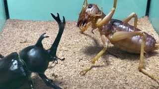 【インドネシアの悪霊】リオックvs国産カブト Sia ferox VS Rhinoceros beetle (Sia ferox vs Trypoxylus dichotomus)【名勝負】